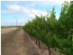 Lot 20,  Pethick Road, Willunga SA 5172
