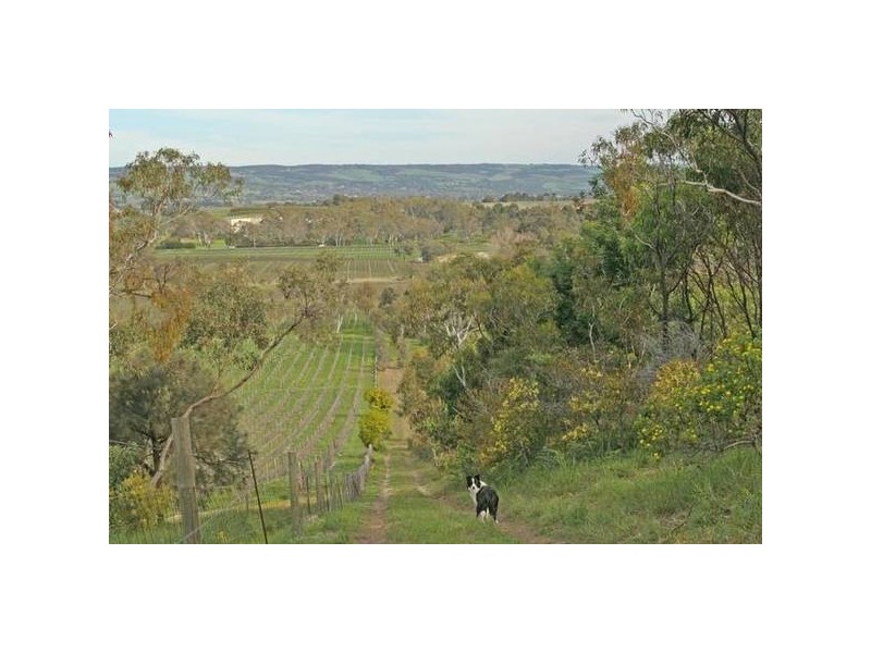 90 Chalk Hill Road, Mclaren Vale SA 5171