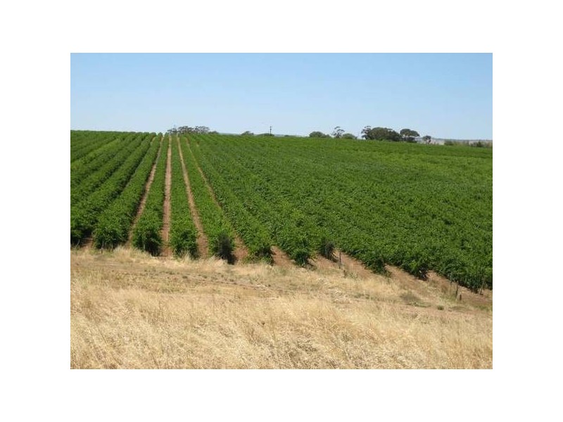 California Road, Mclaren Vale SA 5171