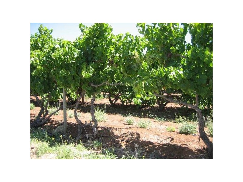 California Road, Mclaren Vale SA 5171