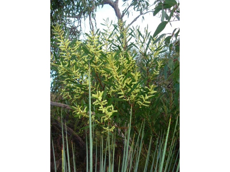 52 Alexander Court, Mount Compass SA 5210