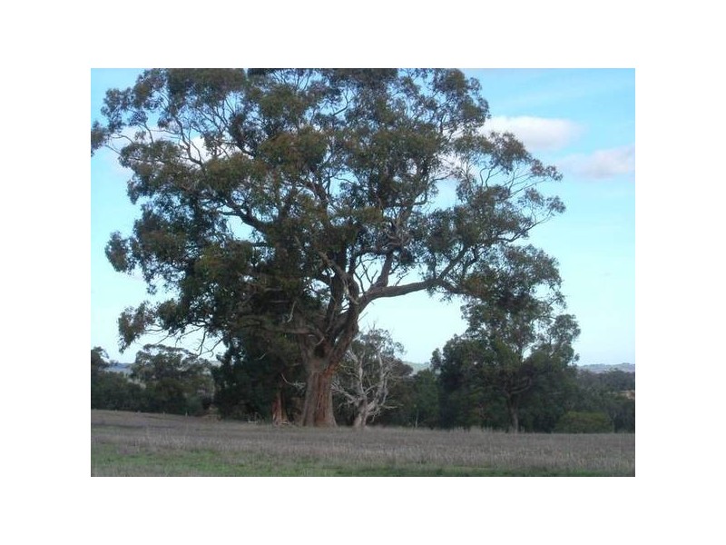 156 Range Road, Mclaren Vale SA 5171