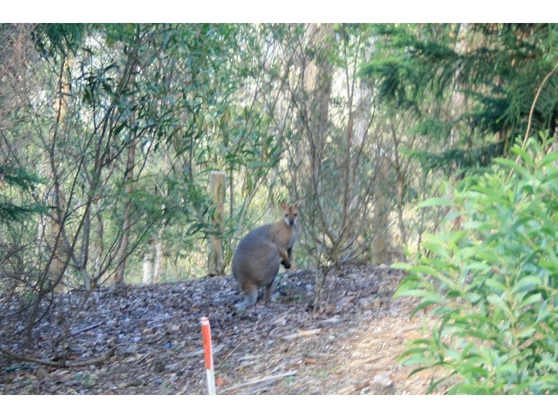 Lot 82,  Pinnacle Drive, Wongawallan QLD 4210