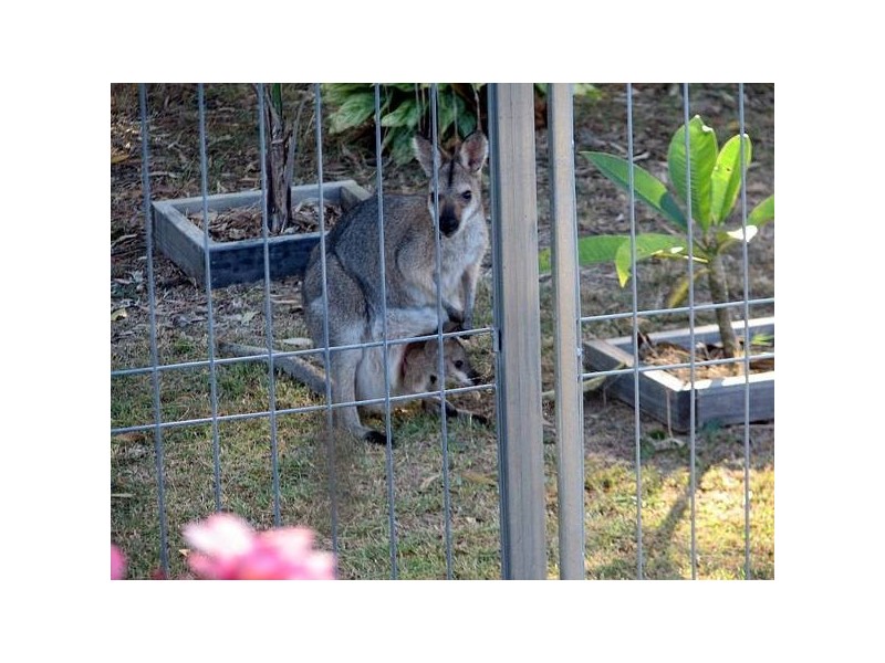 13 Old Kent Road, Upper Coomera QLD 4209