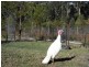 Falls Creek NSW 2540