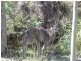 26 Mountain Street, Sanctuary Point NSW 2540