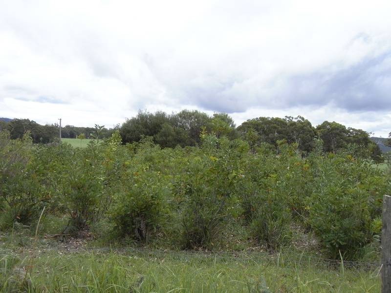 Lot 4,  Princes Highway, Wandandian NSW 2540