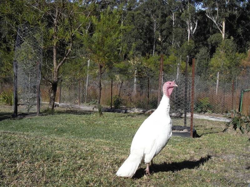 33 McArthur Drive, Falls Creek NSW 2540