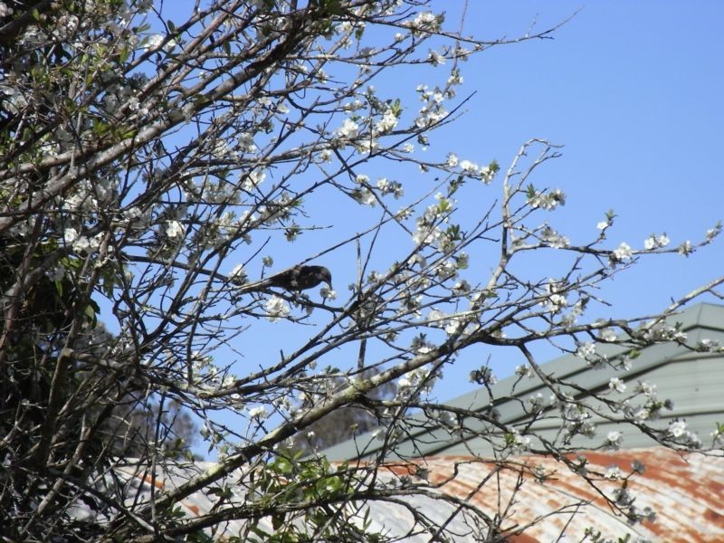 26 Streamside Street, Woollamia NSW 2540