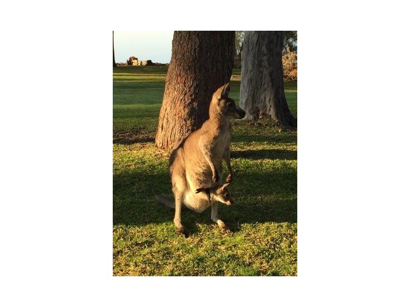 4 Loralyn Avenue, St Georges Basin NSW 2540