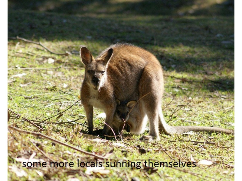 Grassy Gully Road, Burrier NSW 2540