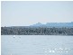 152 Greville Avenue, Sanctuary Point NSW 2540