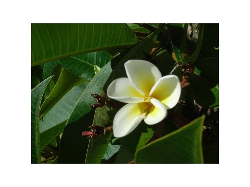 9 Illfracombe Avenue, Vincentia NSW 2540