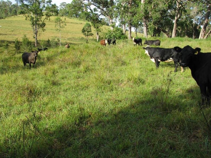 Bucca Wauka NSW 2429