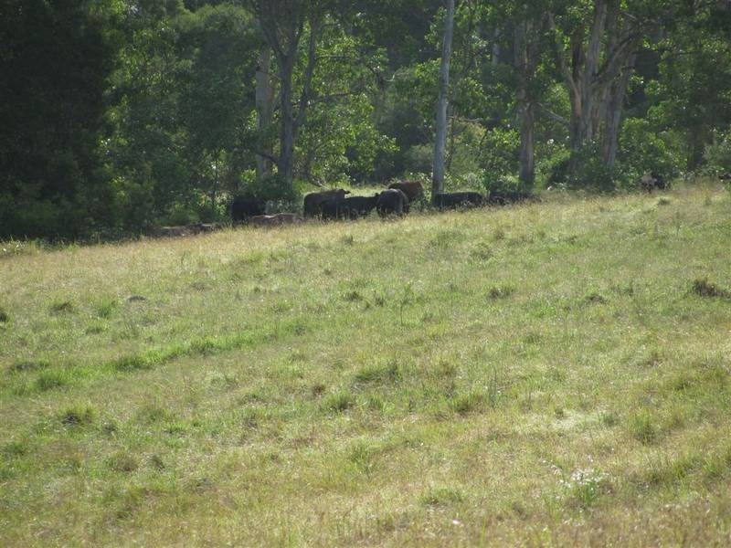 Bucca Wauka NSW 2429