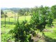 Waukivory NSW 2422
