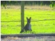 Waukivory NSW 2422