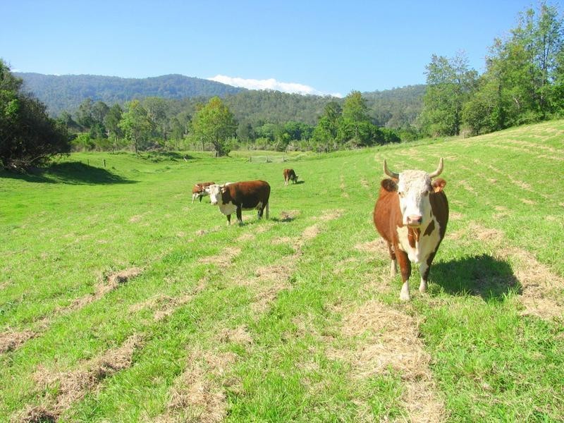 Charity Creek NSW 2424