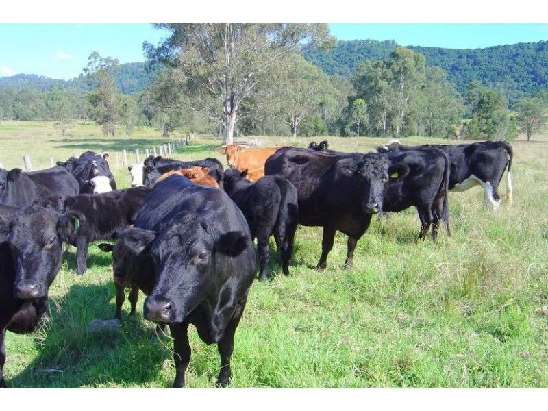 Charity Creek NSW 2424