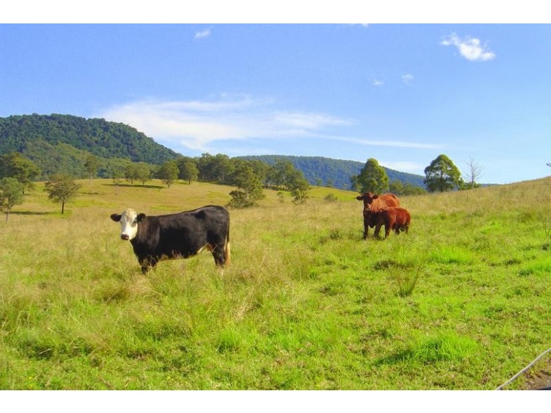 Charity Creek NSW 2424