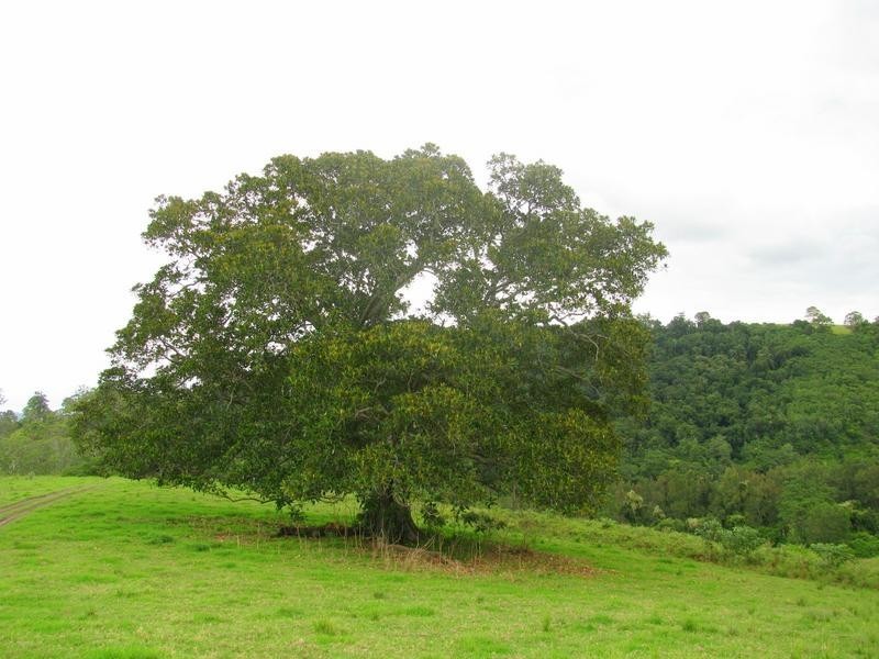 Knorrit Flat NSW 2424