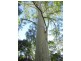 Warranulla NSW 2423