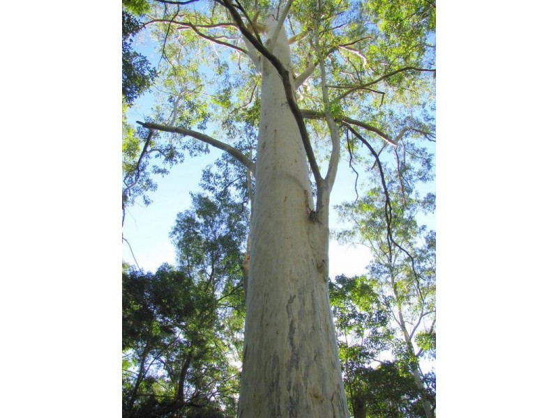 Warranulla NSW 2423
