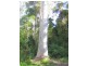 Warranulla NSW 2423