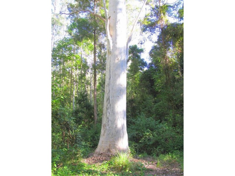 Warranulla NSW 2423