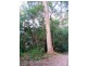 Warranulla NSW 2423