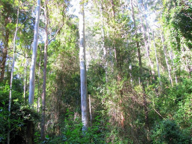 Warranulla NSW 2423