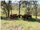 Bindera NSW 2422