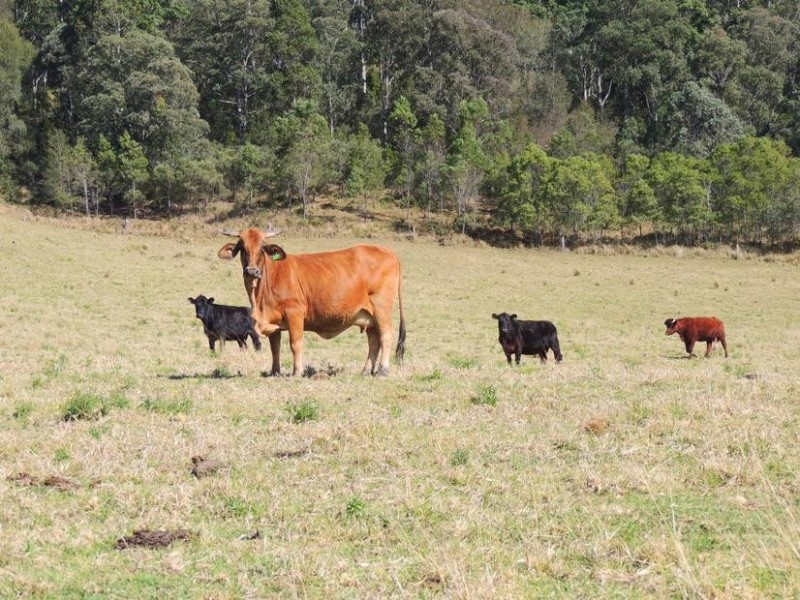 Gloucester NSW 2422