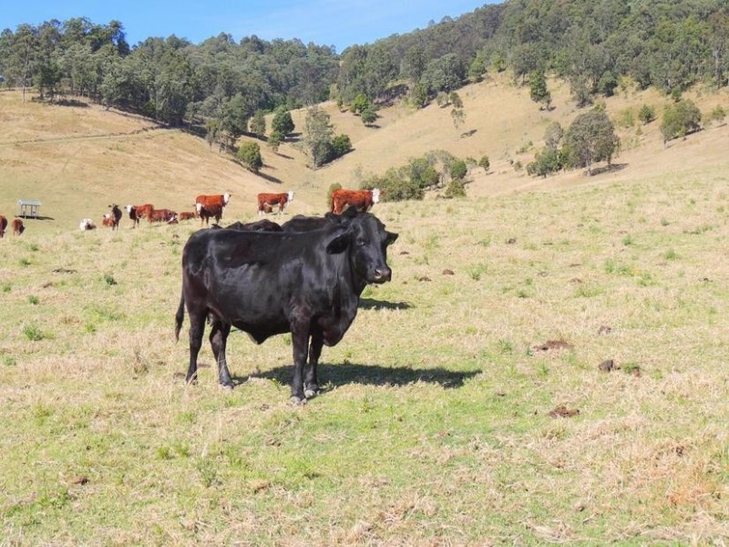 Gloucester NSW 2422