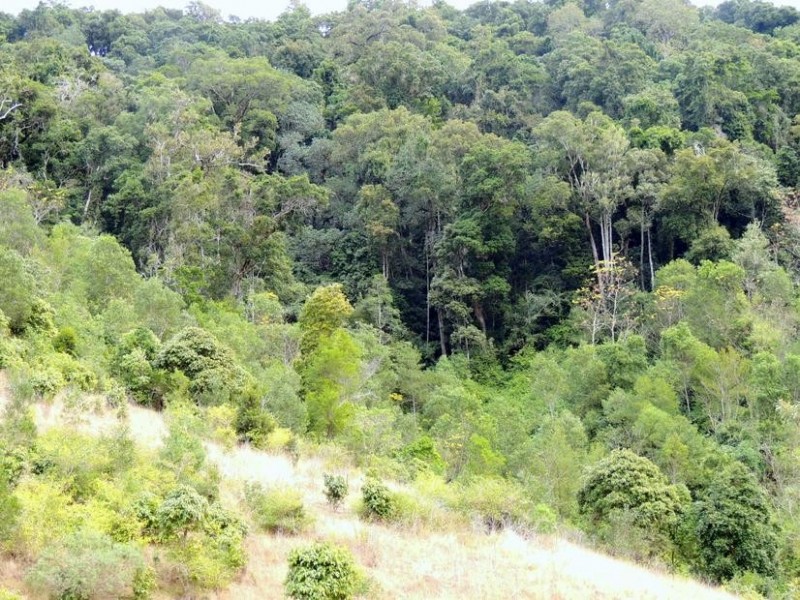 Knorrit Flat NSW 2424