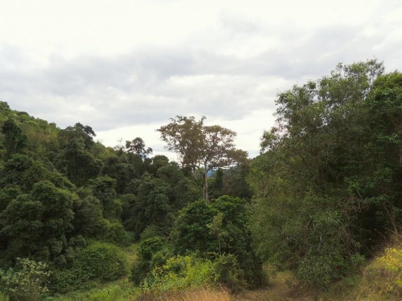 Knorrit Flat NSW 2424