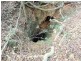 Gloucester NSW 2422