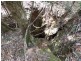 Gloucester NSW 2422