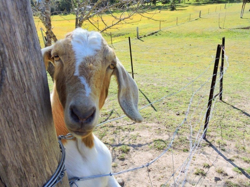 Gloucester NSW 2422