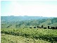 Bucca Wauka NSW 2429