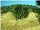 Bucca Wauka NSW 2429