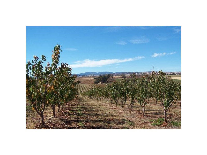 Daveys Plains Road, Cudal NSW 2864