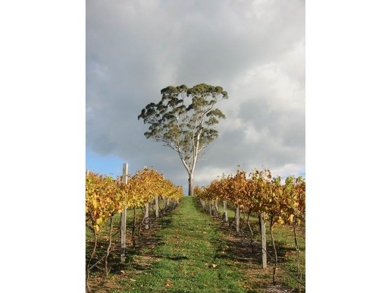 719 Icely Road, Orange NSW 2800