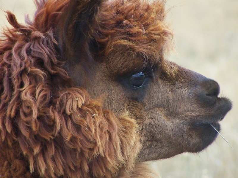 719 Icely Road, Orange NSW 2800