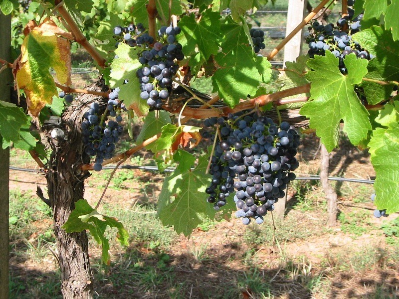 719 Icely Road, Orange NSW 2800