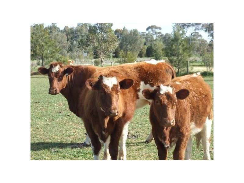 3579 Midland Highway, Stanhope VIC 3623