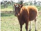 3579 Midland Highway, Stanhope VIC 3623