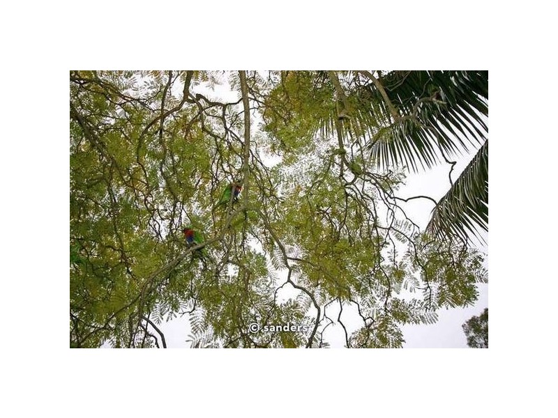 21 Herbert Street, Oatley NSW 2223