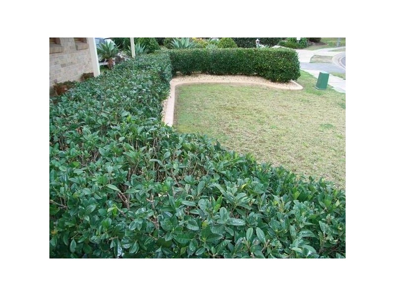 Green Valley NSW 2168