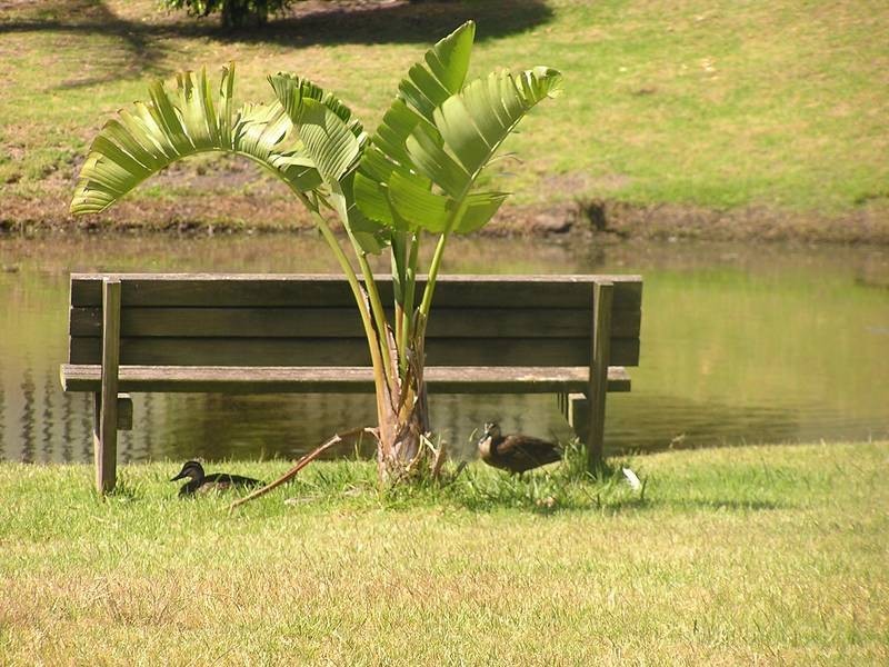 45 Melaleauca Cresent Lakeline Village, Kanahooka NSW 2530